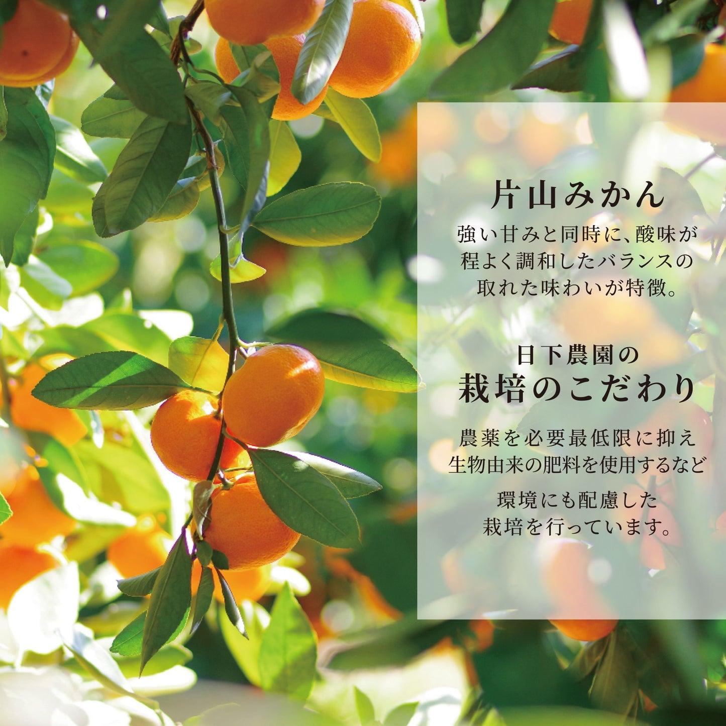 うんしゅうみかん100%ジュース1本/180ml