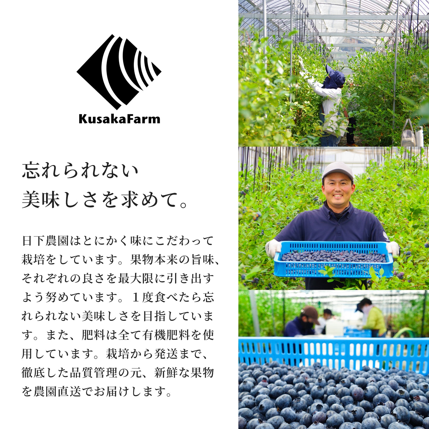 【2025年度の販売は終了しました】日下ブルーベリー