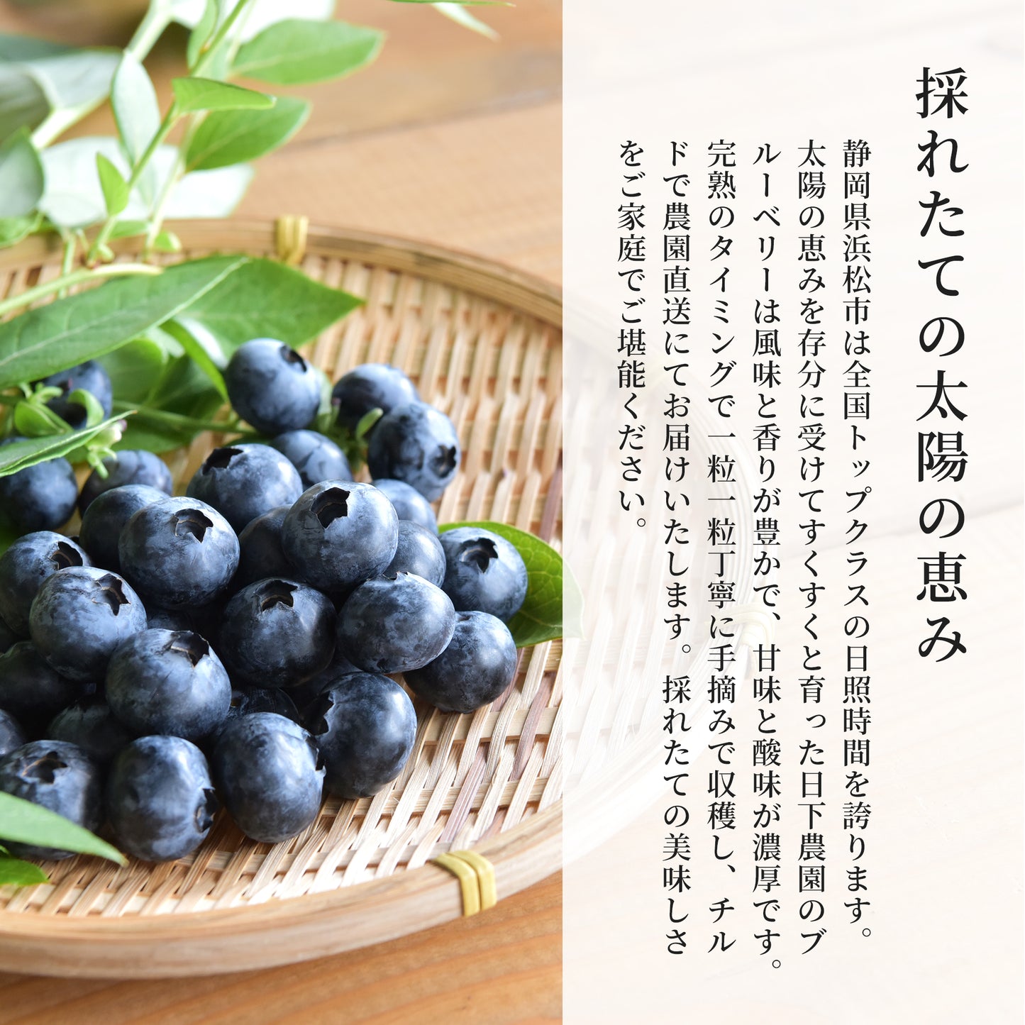 【2025年度の販売は終了しました】日下ブルーベリー