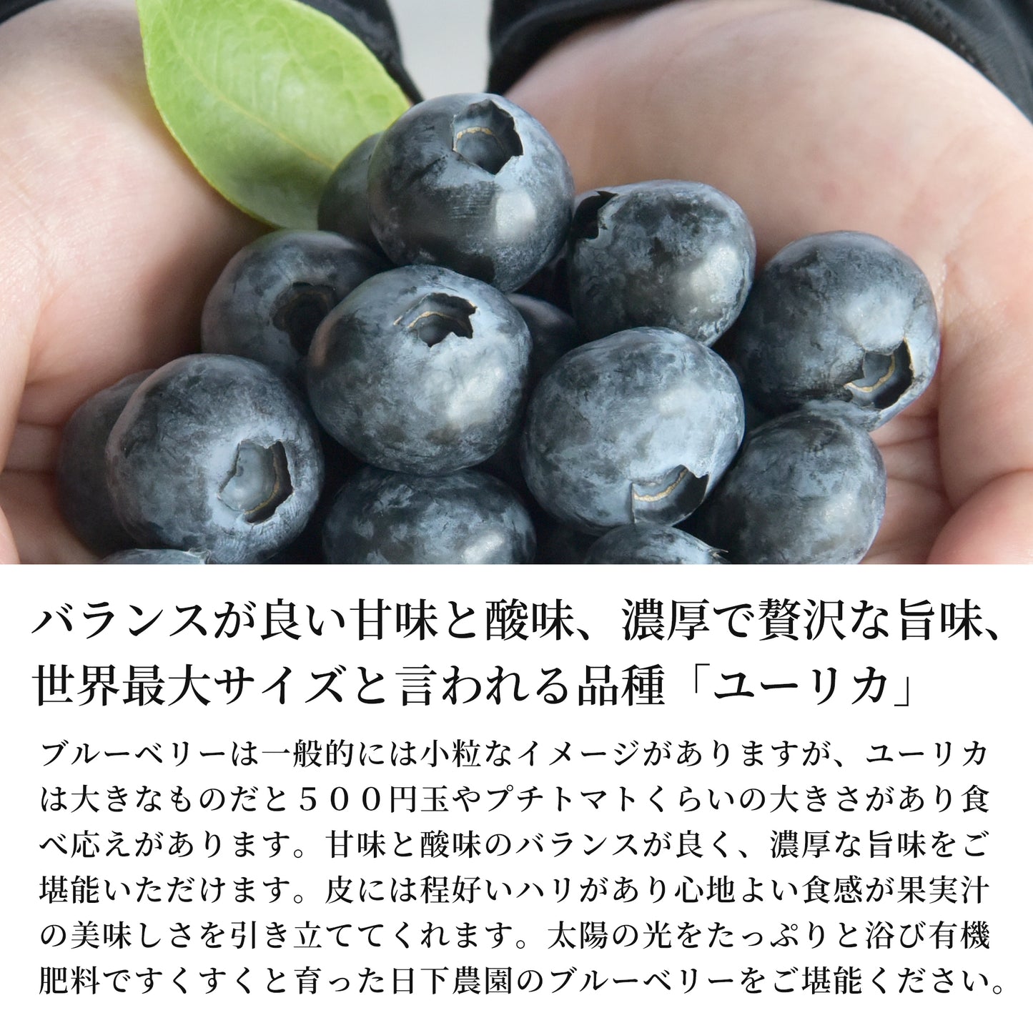 【2025年度の販売は終了しました】日下ブルーベリー