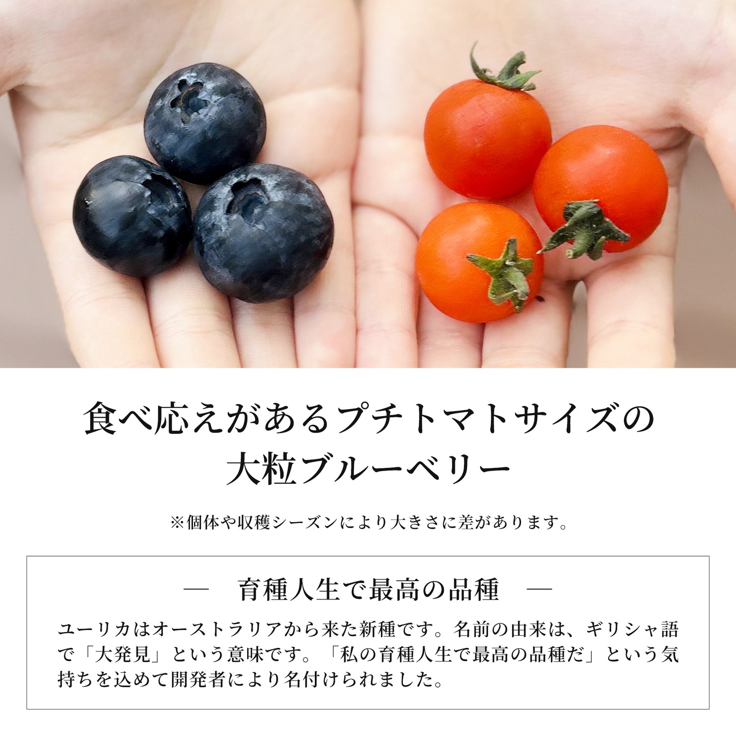 【2025年度の販売は終了しました】日下ブルーベリー