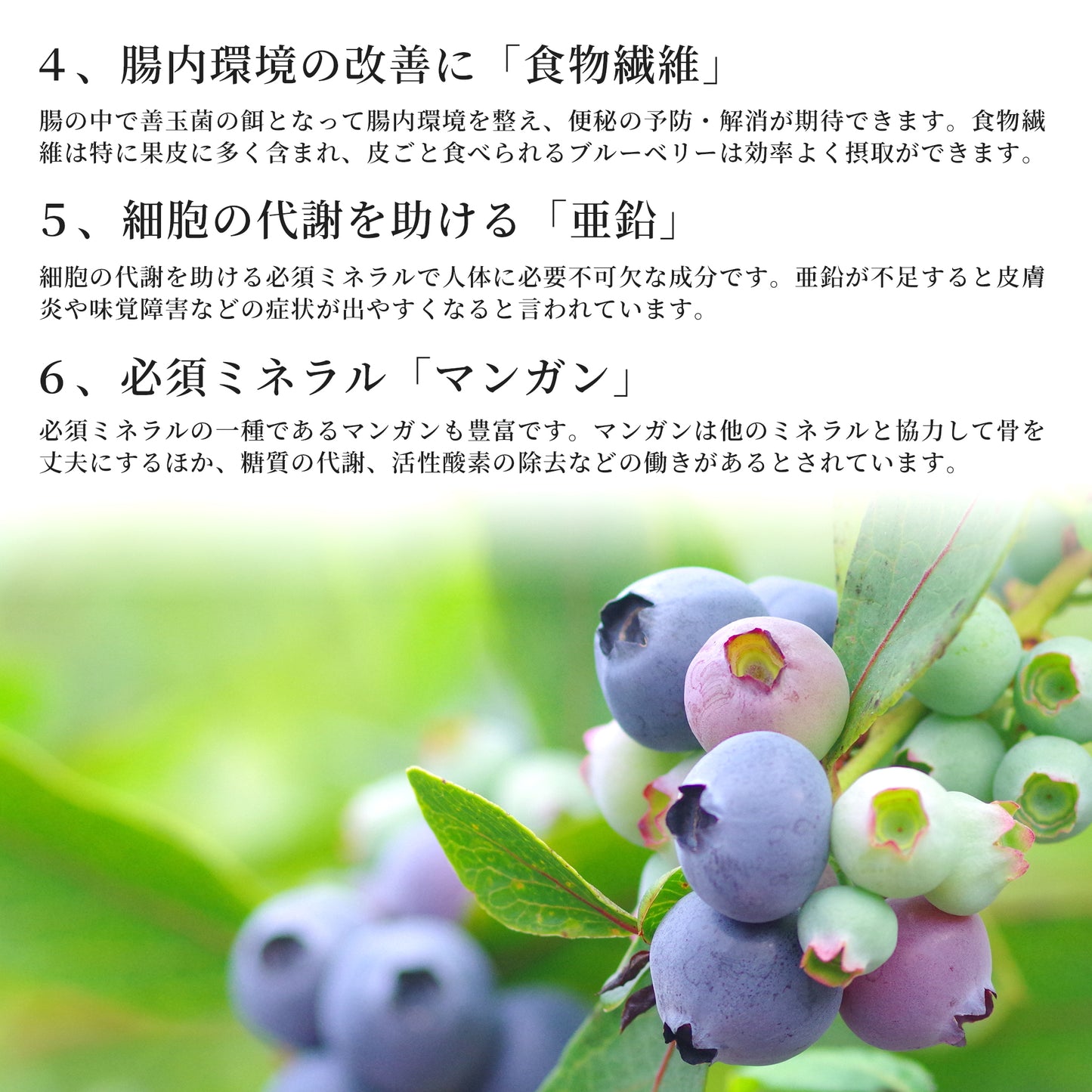【2025年度の販売は終了しました】日下ブルーベリー