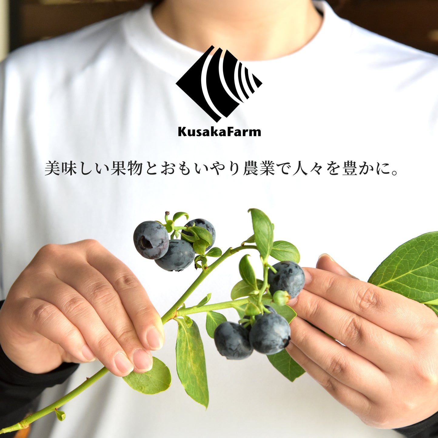 日下ブルーベリー
