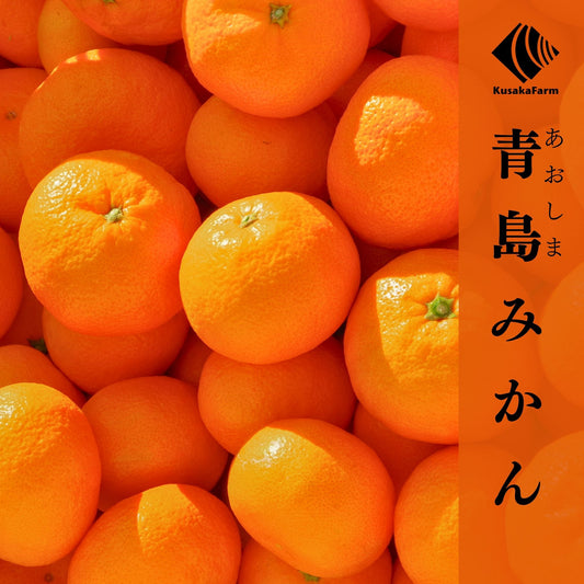 ご予約受付中【2月上旬】青島みかん