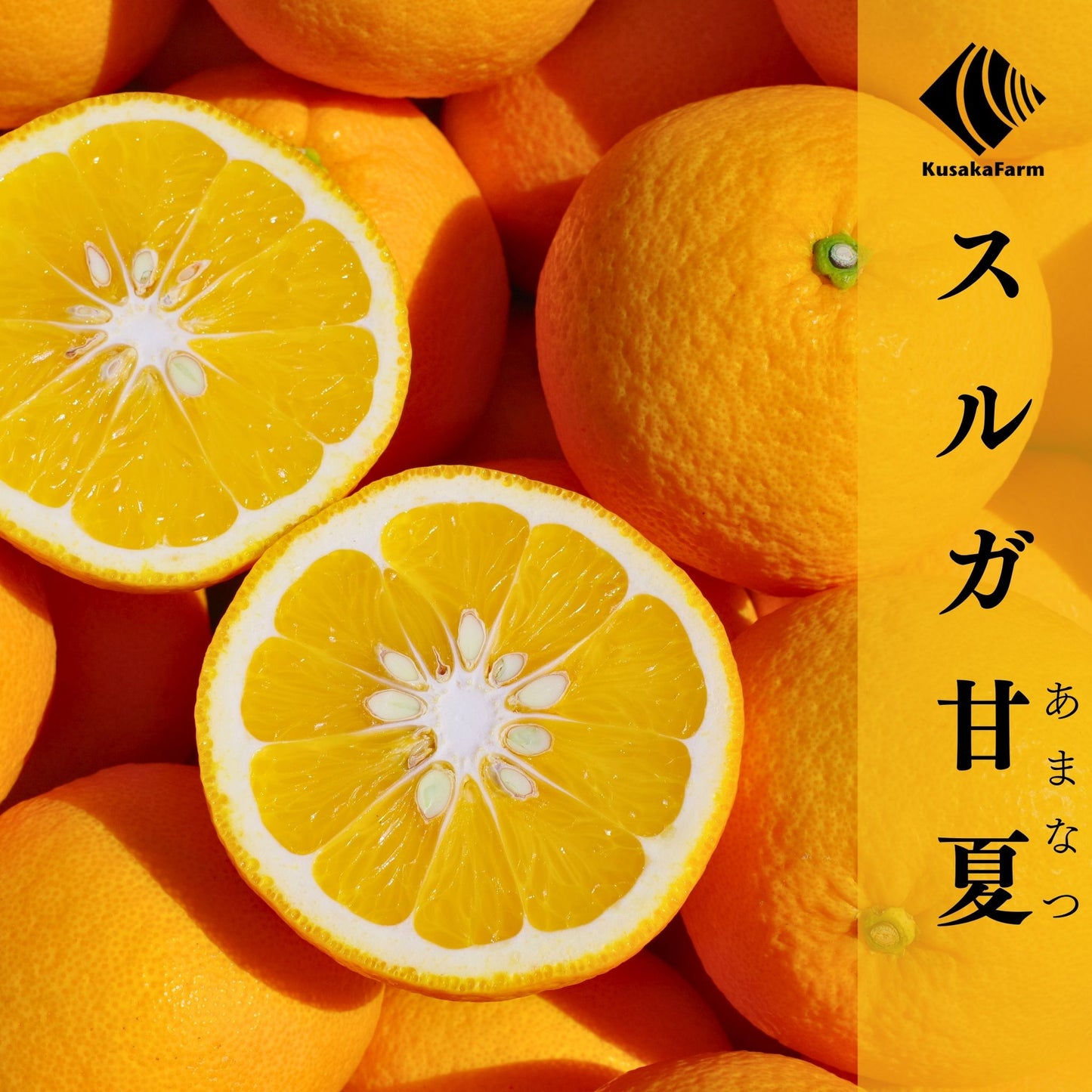 スルガ甘夏【ご予約受付中：2月下旬～順次発送開始】