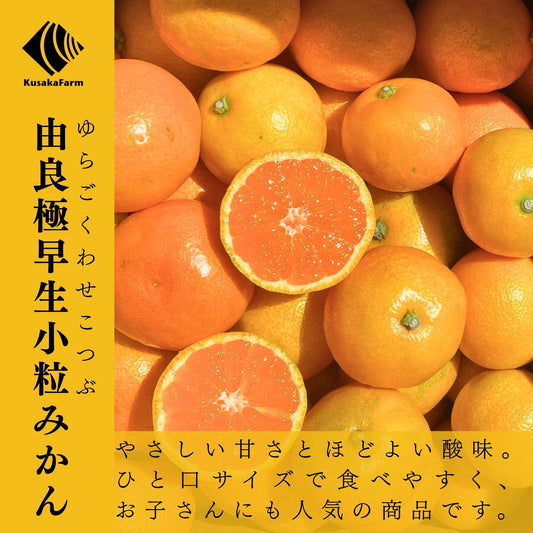 由良極早生小粒みかん[新発売]
