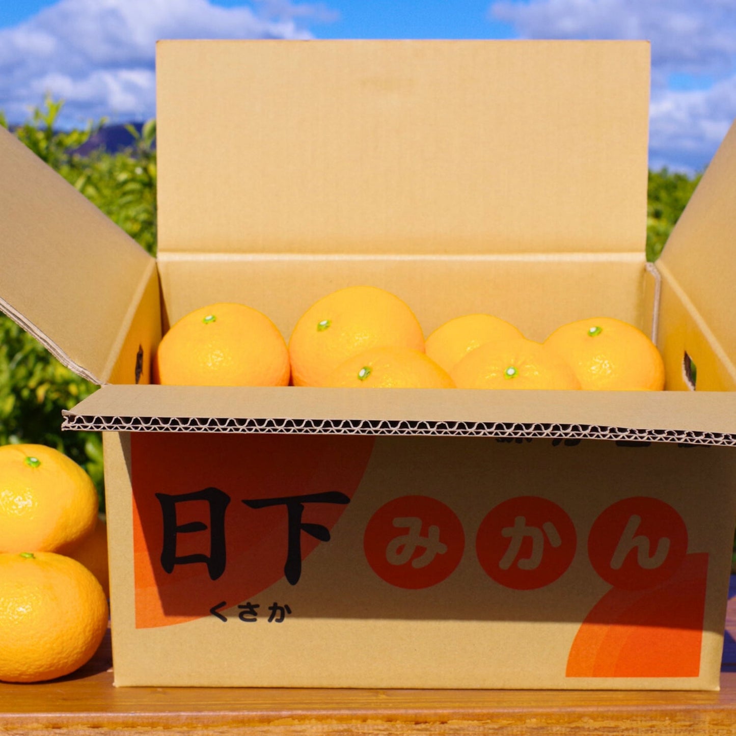 スルガ甘夏【ご予約受付中：2月下旬～順次発送開始】