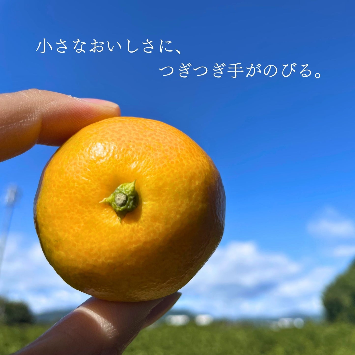 由良極早生小粒みかん[新発売]