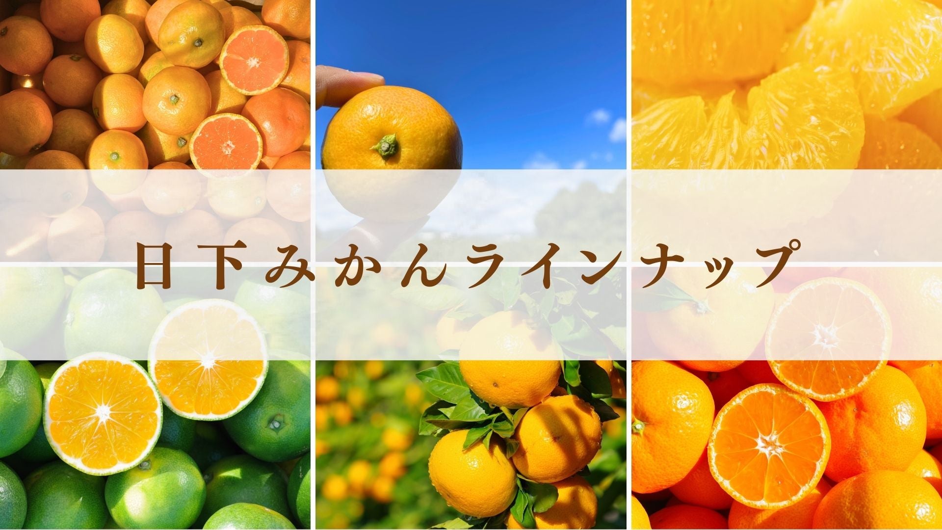 日下みかんラインナップ