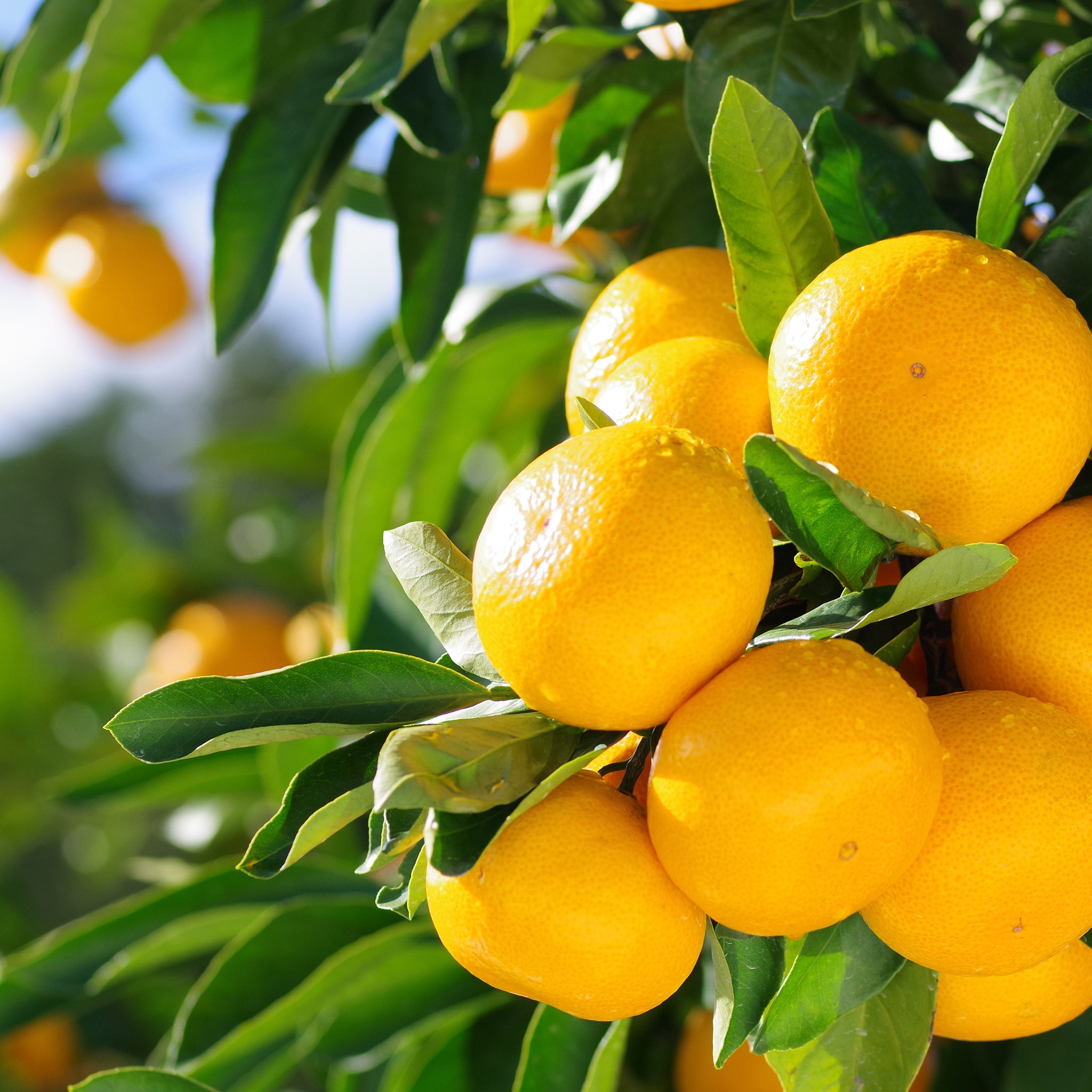 訳ありB級品みかん 10kg【販売終了】