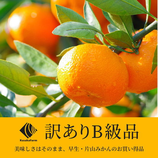 訳ありB級品みかん 10kg　[予約販売開始：2025年9月22日]