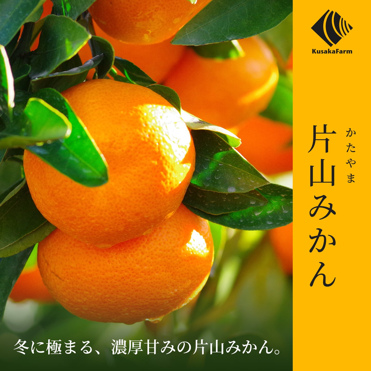 片山みかん　[予約販売開始：2025年9月22日]