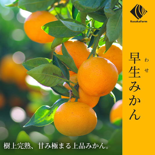 早生みかん　[予約販売開始：2025年9月22日]