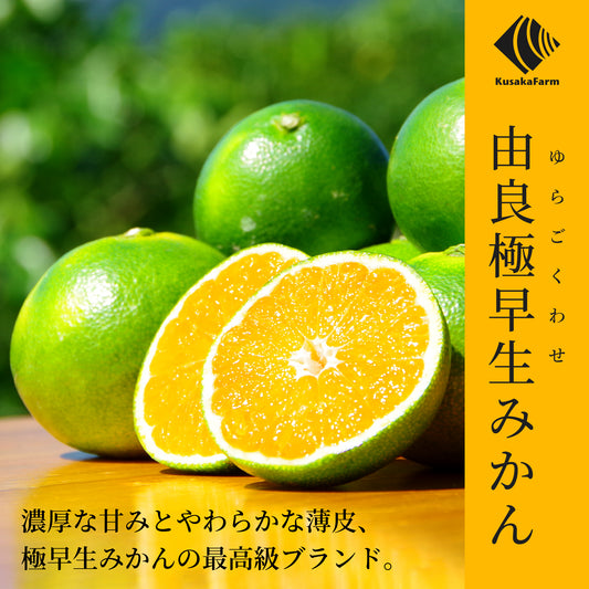 由良みかん　[予約販売開始：2025年9月22日]